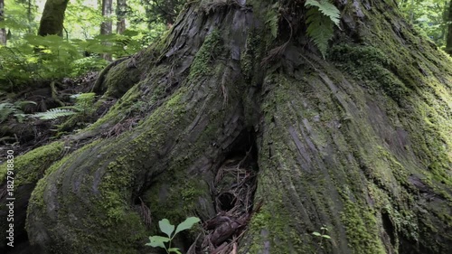 An ancient, thick tree covered in moss, with large roots above ground and plants growing in the crevices.