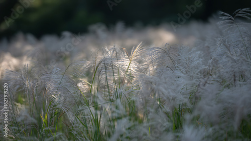 Fototapeta Naklejka Na Ścianę i Meble -  Field of White Pampas Grass in Soft Sunlight with Blurred Background nature plant