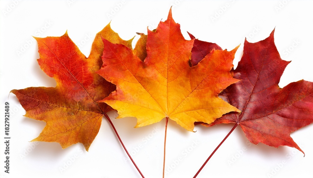 Obraz premium Maple Colored Autumn Falling Leaves Isolated On White Background