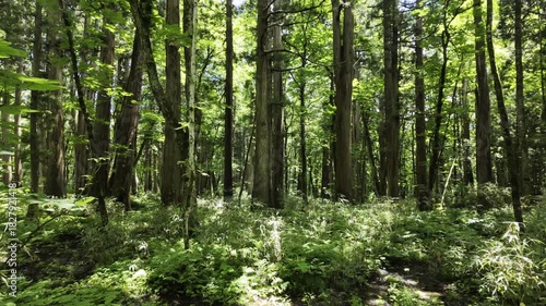 A sunny summer day in a forest of straight, tall trees; exceptionally quiet and still in the sunlight.