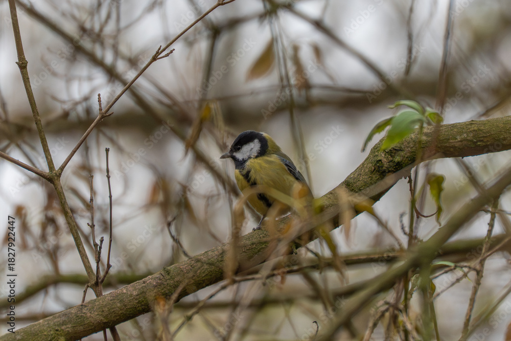 Fototapeta premium Great tit Parus major sits on a branch framed by tangled twigs. Shallow depth of field highlights the small songbird in a winter woodland.