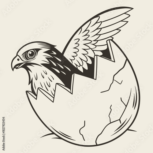 Emerging falcon hatchling breaking free from cracked eggshell