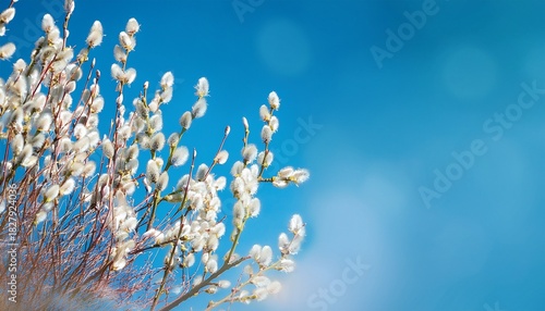 Willow Branches With White Fluffy Catkins Against A Blue Sky Pussy Willow Is Blooming In Springtime Easter Sunny Background Copy Space Right Gentle Spring Blue Background With White Willow Catkins