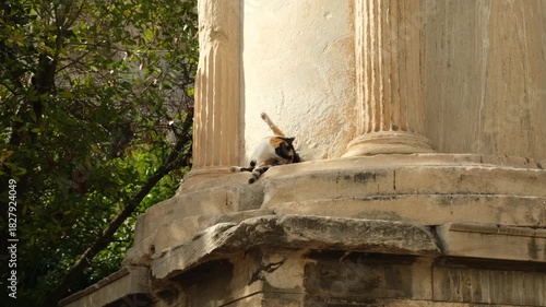 cat washes itself while sitting on an ancient column in Athens