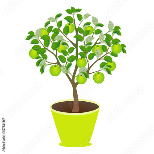 Apple tree with fruits in a pot on a white background..eps