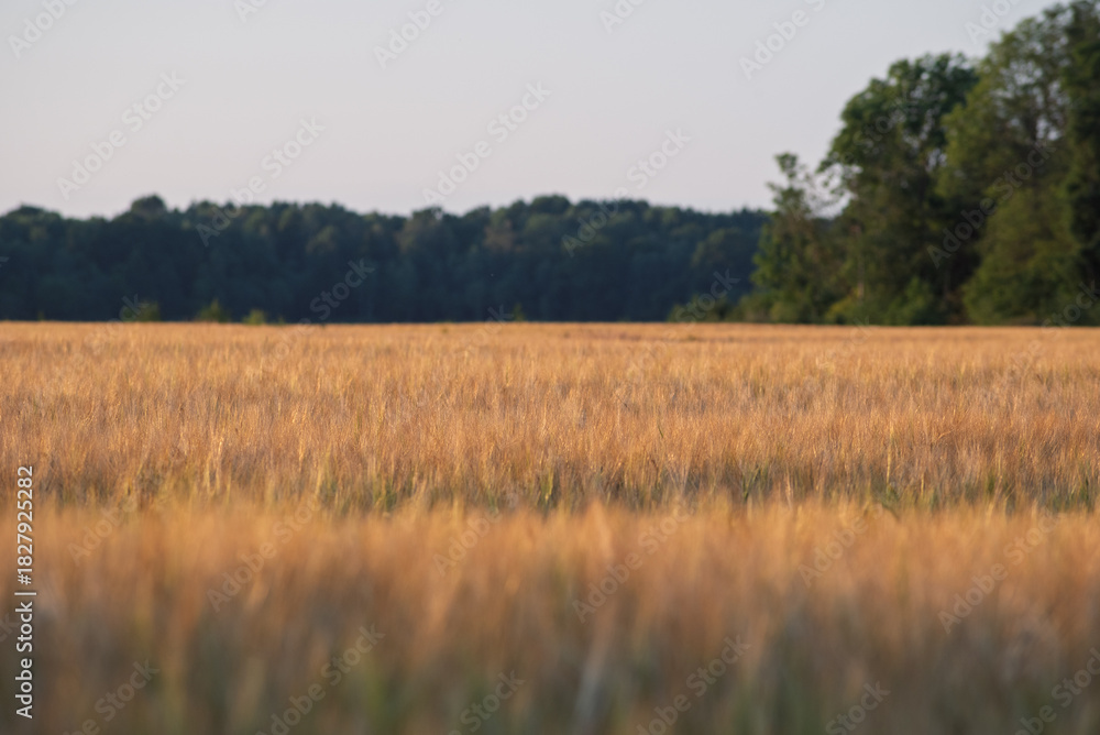 Obraz premium Grain field in evening time.