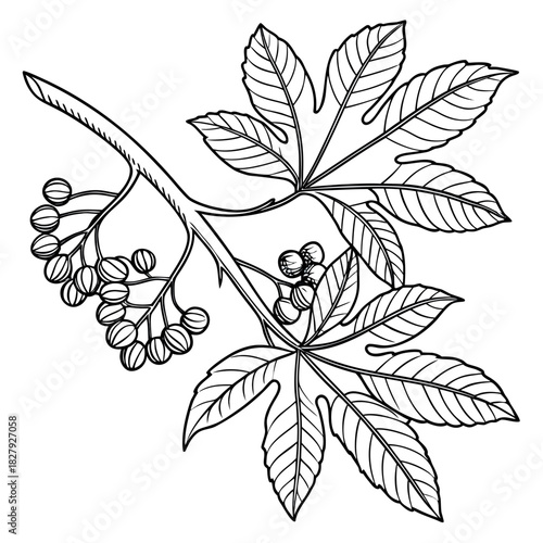 Elegant castor bean branch with leaves and seeds
