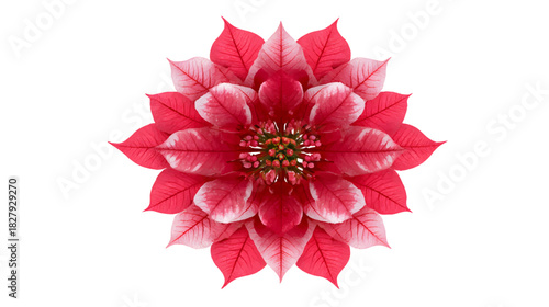 Vibrant poinsettia bloom radiates holiday cheer and festive elegance, perfect for seasonal designs and heartwarming greetings, a touch of natural beauty