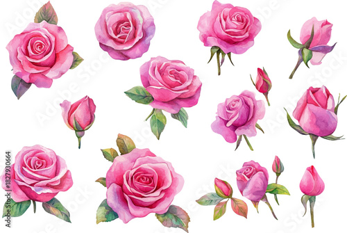 hot pink roses flowers