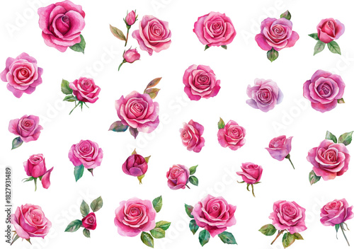 watercolor hot pink roses flowers
