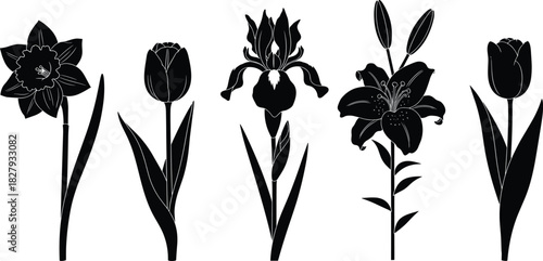Silhouette set of spring garden flowers including tulip, iris, lily, and daffodil, botanical vector illustration collection for nature design and wedding decoration.