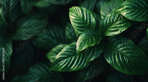 A close up shot of vibrant green leaves with prominent veins in a dark setting.