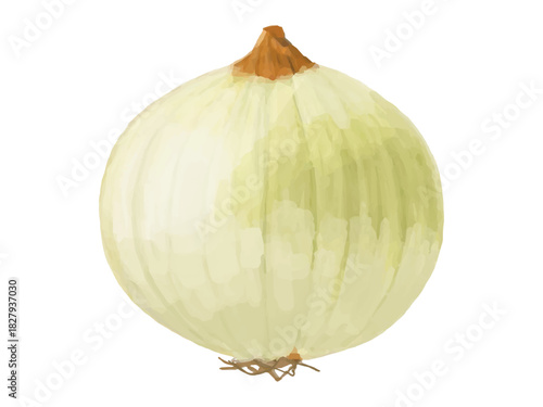皮を剥いたタマネギのベクターイラスト(丸ごと・料理用)