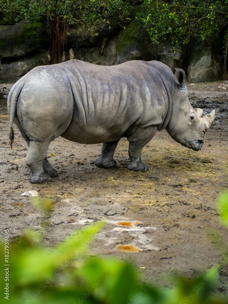 Fototapeta premium 台北市立動物園