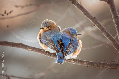 Eastern Bluebirds huddle together for warmth on a blustery winter morning.
