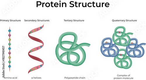 Protein Structure: Primary, Secondary, Tertiary and Quaternary Levels