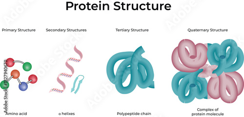 Protein Structure Primary Secondary Tertiary Quaternary Vector Illustration