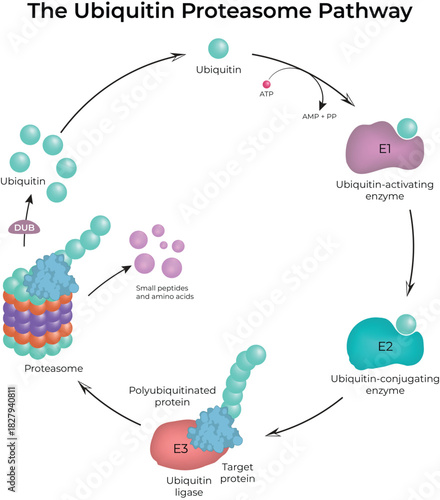 The Ubiquitin Proteasome Pathway Protein Degradation Cycle