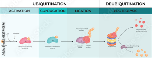 Ubiquitination and Deubiquitination Pathway in Protein Degradation