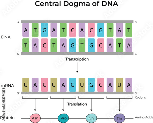Central Dogma of DNA Transcription, Translation and Protein Synthesis