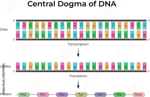 Central Dogma of DNA Transcription, Translation and Protein Synthesis Design