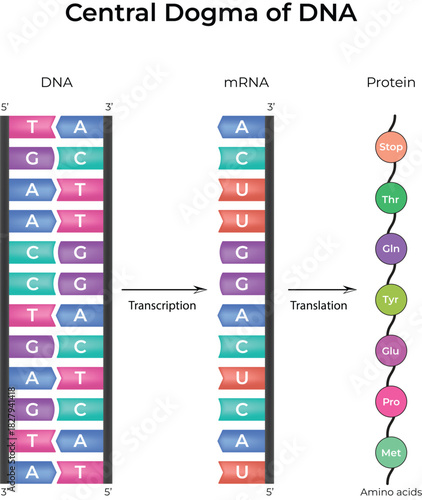 Central Dogma of DNA Transcription Design Vector