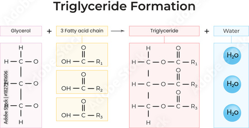 Triglyceride Formation Glycerol and Fatty Acid Reaction Design Vector