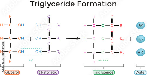 Triglyceride Formation Glycerol and Fatty Acid Condensation Reaction