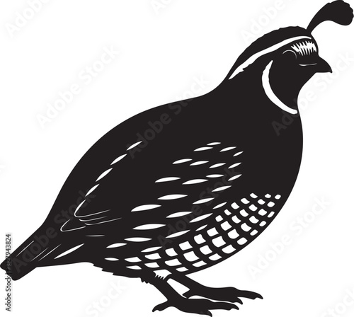 Silhouette of a quail bird with a distinctive head crest and patterned feathers fowl poultry on transparent background
