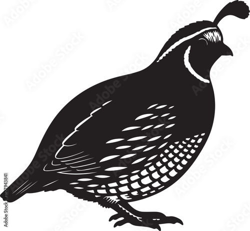 Silhouette of a quail bird with a distinctive head plume fowl poultry on transparent background