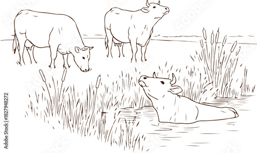 Three cows in a field and water with reeds sketch vector Illustration