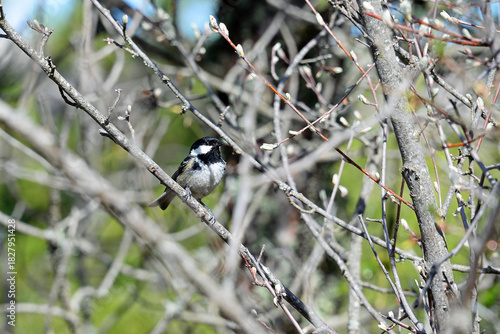 Tannenmeise Periparus ater