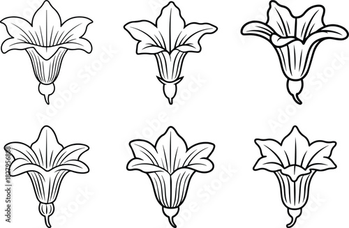 Set of Minimalist hand drawn squash blossom outline icon vector