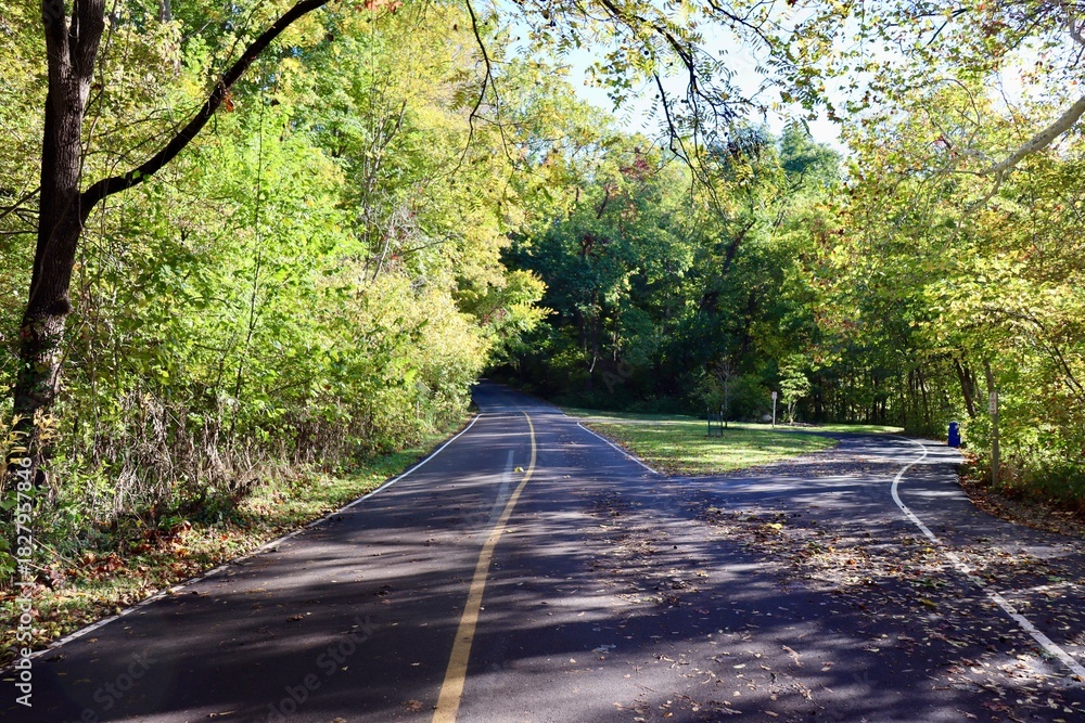 Fototapeta premium The empty road in the woods on a sunny day.
