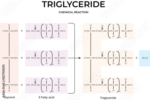 Triglyceride Formation Chemical Reaction Diagram Design
