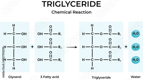 Triglyceride Synthesis Chemical Reaction Diagram