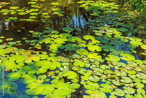Water lilies in a pond