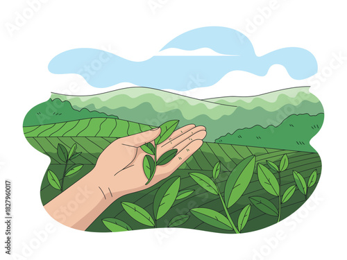 Hand gently plucking fresh tea leaves from a plantation landscape.