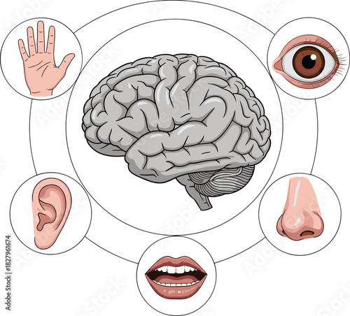 Brain and human senses illustration, education diagram, anatomy of five senses, cognitive function, neuroscience concept, sensory organs learning graphic, medical reference image