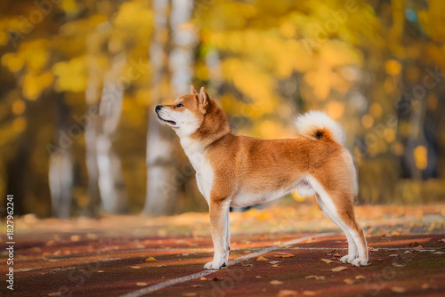 Shiba Inu dog show quality 