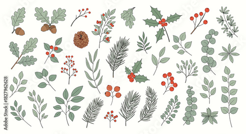 Large collection of hand-drawn winter botanicals including holly pine branches eucalyptus and berries for seasonal decorations.