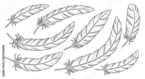 Collection of intricately hand-drawn bird feathers in a black and white sketch style isolated on a white background vector.