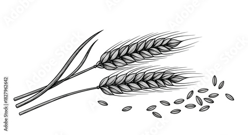 Detailed vintage-style ink drawing of two wheat ears and scattered grains perfect for agricultural or bakery themed designs.