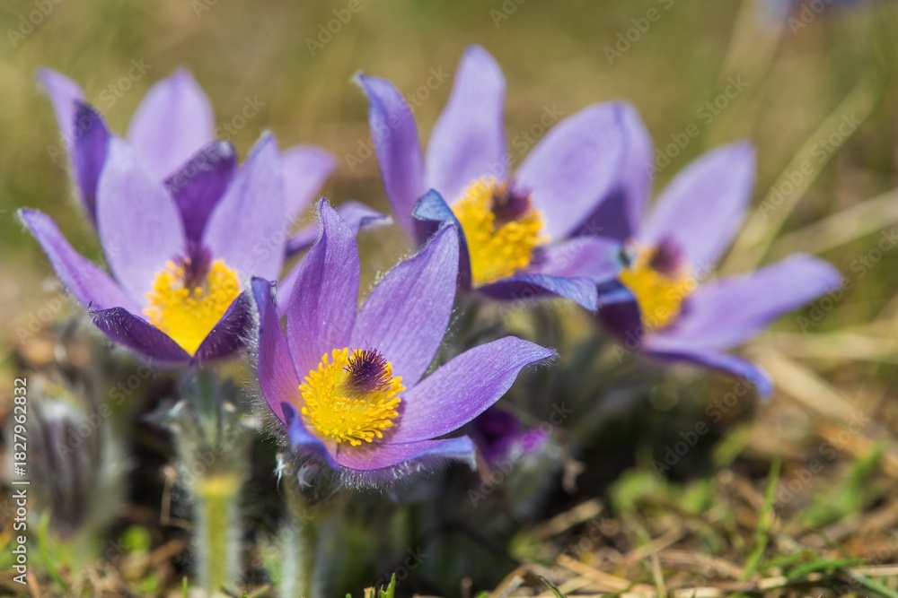 Fototapeta premium Pasqueflowers pulsatilla grandis greater pasqueflower