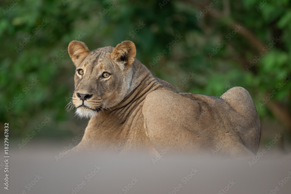 Naklejka premium Lioness lies looking round near thick bushes