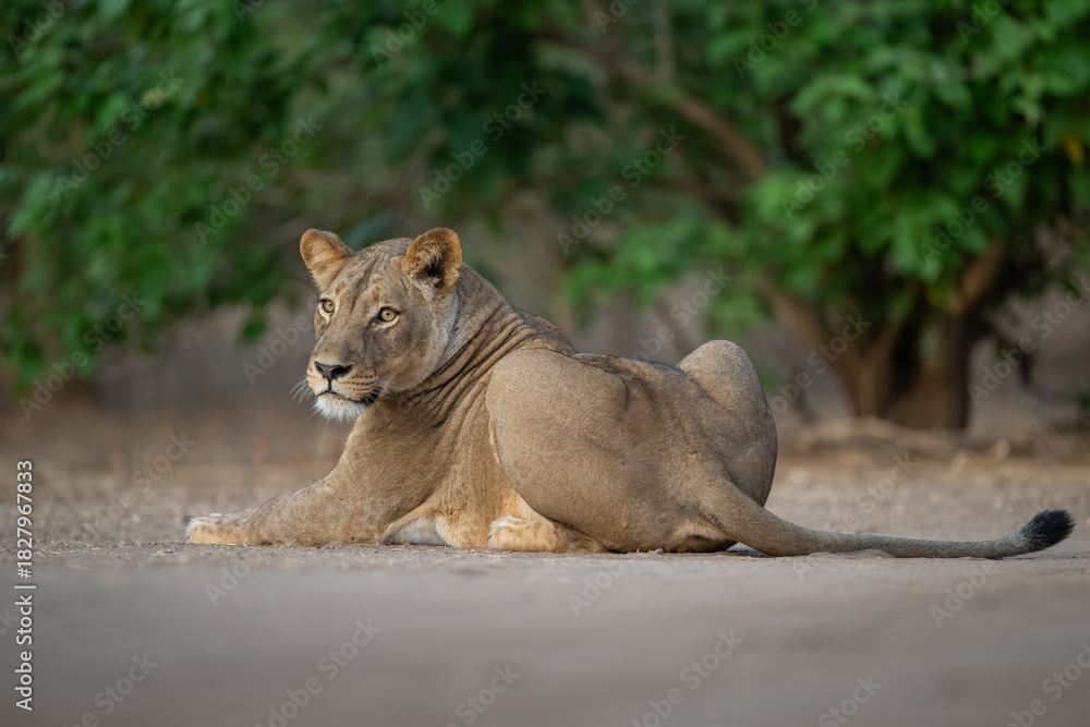 Naklejka premium Lioness lies on bare ground near bushes