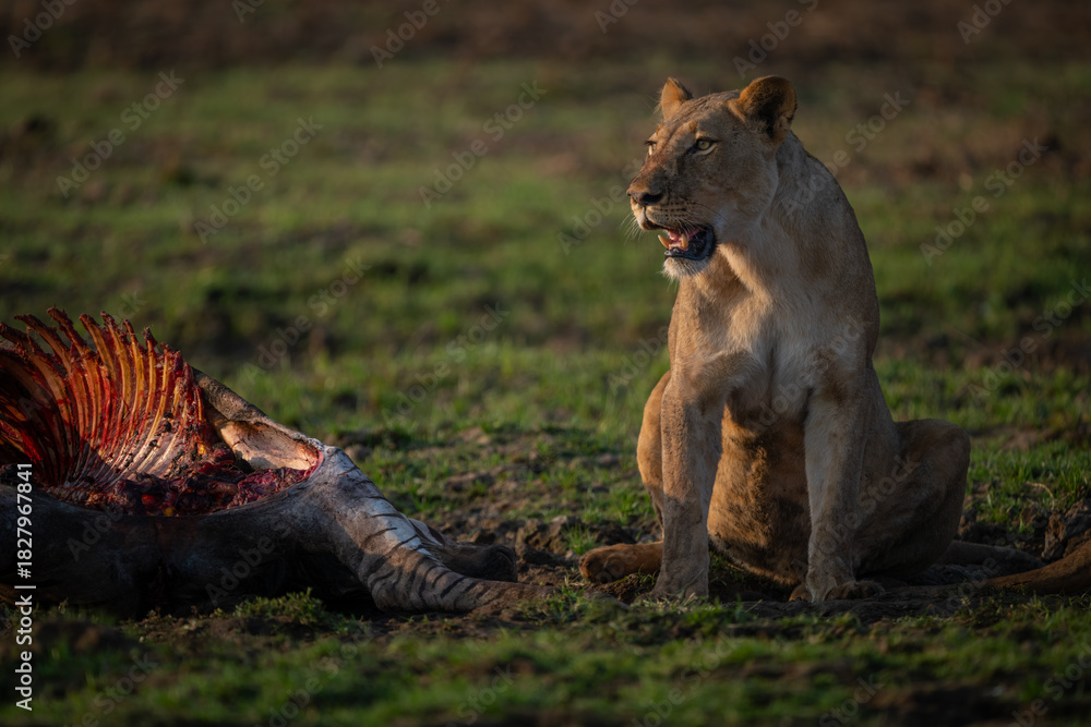 Obraz premium Lioness sits by zebra carcase in grass