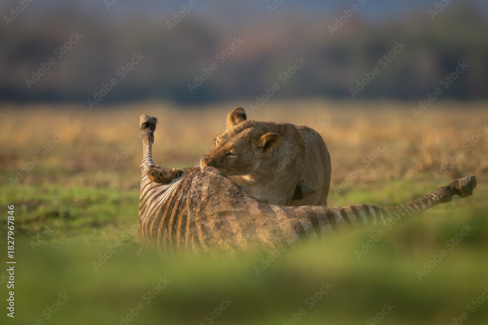 Obraz premium Lioness stands eating zebra carcase in sunshine
