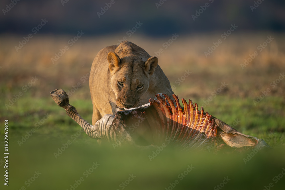 Obraz premium Lioness stands gnawing on zebra in grass