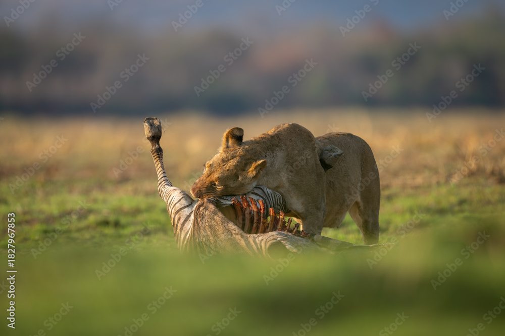 Obraz premium Lioness stands eating zebra kill in sunshine